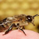 Drone bee