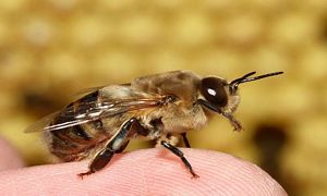 Drone bee