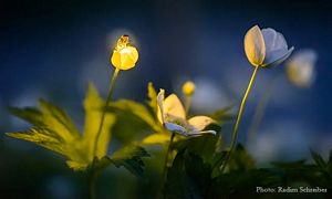 Fireflies