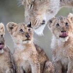 Lions