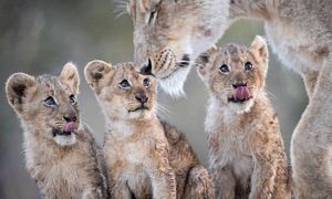Lions