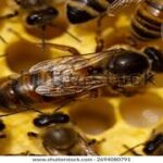 Queen-bee.