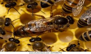Queen-bee.