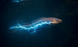 electric eel