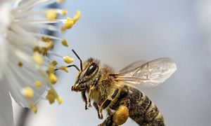 honey making