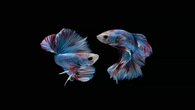 Betta fish