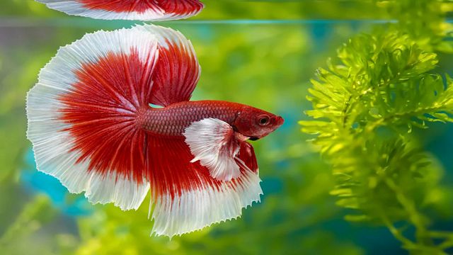 Betta-fish