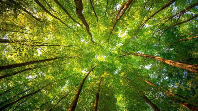 Trees