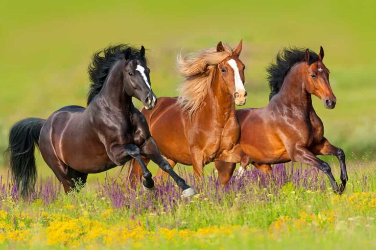 Horse