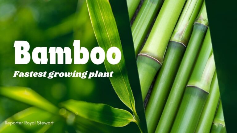 bamboo