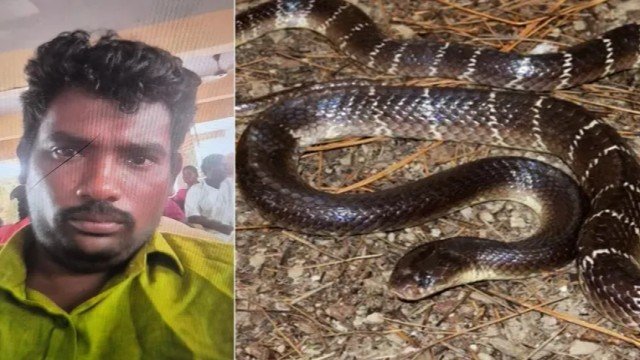 Snake (1)