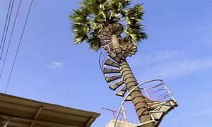 palm tree