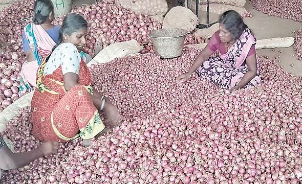 tcn_onion