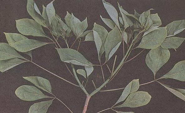 tree_plant_mavilinka