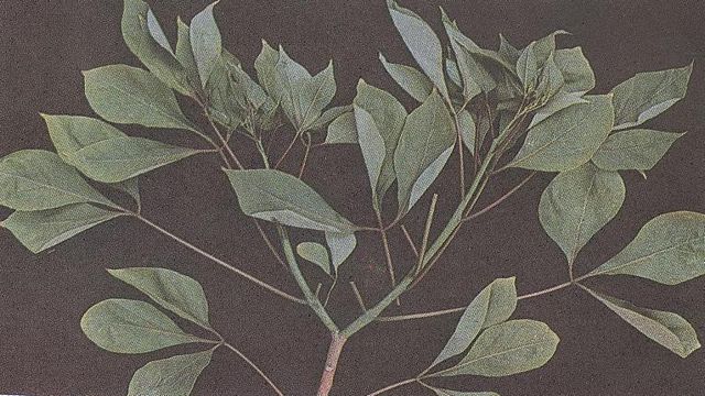 tree_plant_mavilinka