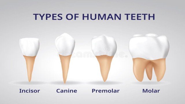 Teeth