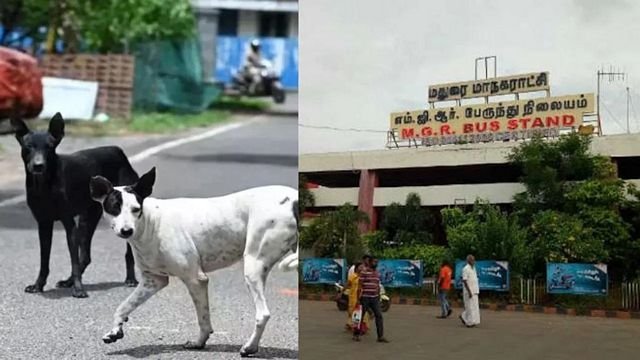 மதுரை மாட்டுத்தாவணியில் அட்டகாசம்! ஒரே நாளில் 10 பேரை கடித்துக் குதறிய தெருநாய்கள்
