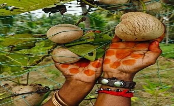 கொடி உருளைக்கிழங்கின் மருத்துவ குணங்கள்: சர்க்கரை நோய் முதல் செரிமானம் வரை!