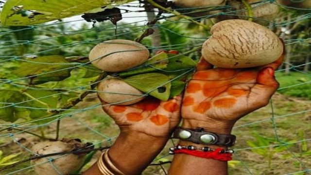 கொடி உருளைக்கிழங்கின் மருத்துவ குணங்கள்: சர்க்கரை நோய் முதல் செரிமானம் வரை!